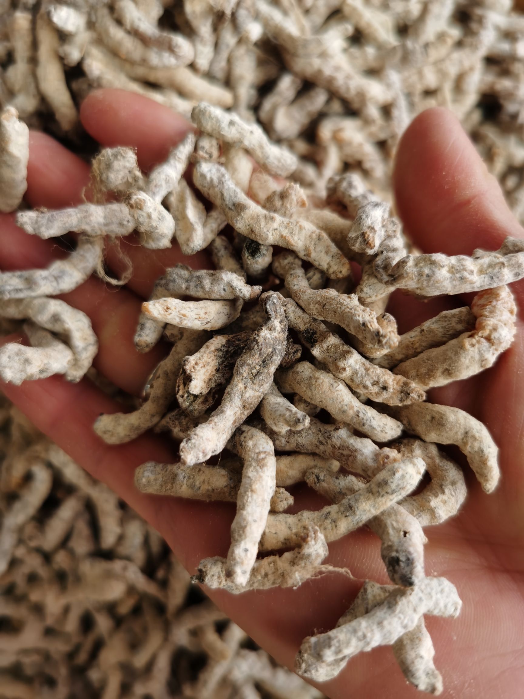 僵蚕 新货 无杂质 产地直销 量大优惠