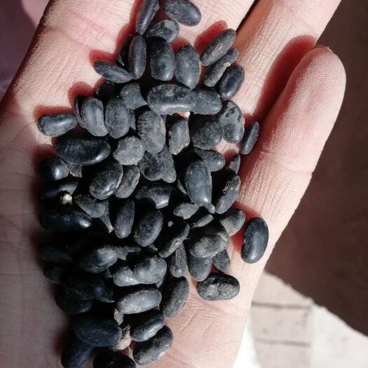 环县甘肃庆阳市环县产黄仁扁黑豆，颗粒饱满，