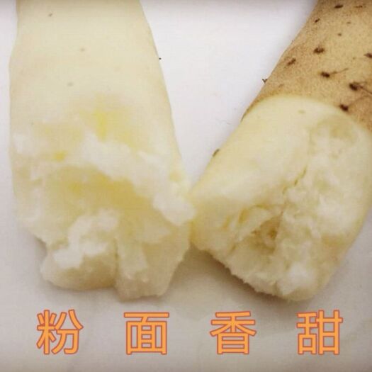 安平县小白嘴山药  网袋，散货，箱货，正宗垆土，粉面香甜，安平县现货