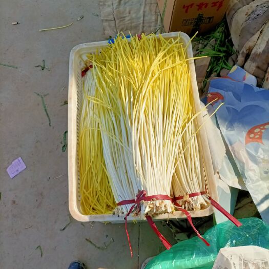 邯郸蒜黄 河北邯郸蔬菜大量上市中