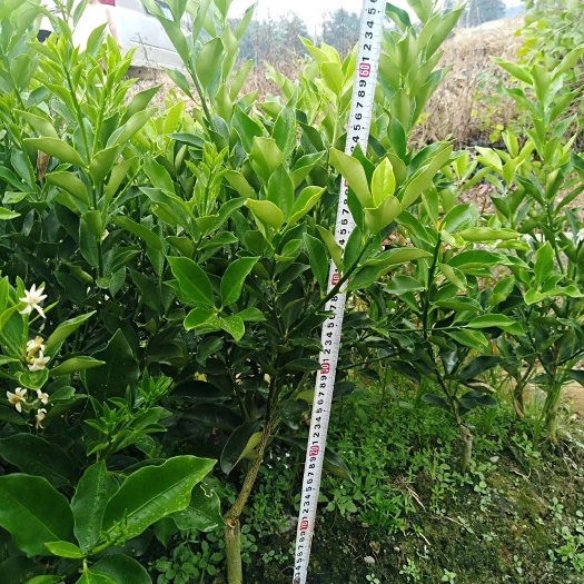 富川县普通金桔苗 