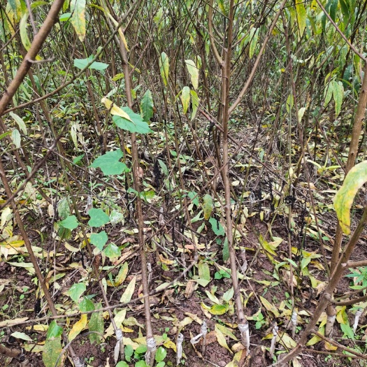 简阳市锦绣黄桃苗  桃子苗    黄桃   基地直销  品种保证，