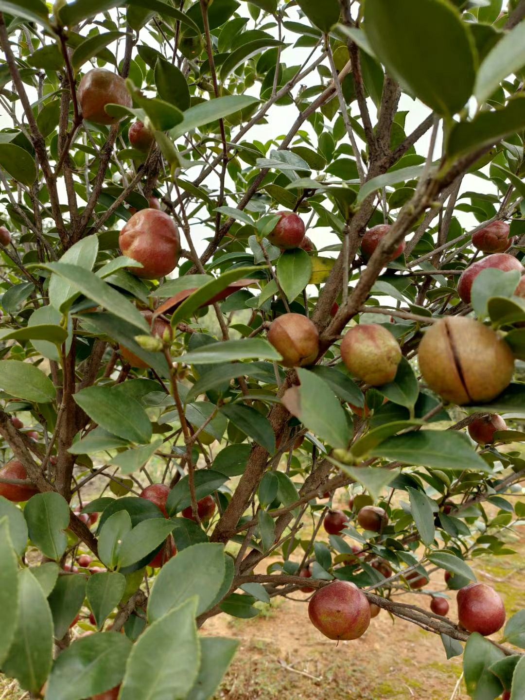  低温冷榨山茶油