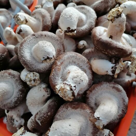 淮安普通香菇 淮安本地新鲜香菇