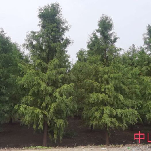 南京中山杉，2∽18公分苗圃直供，量大优惠，价格美丽