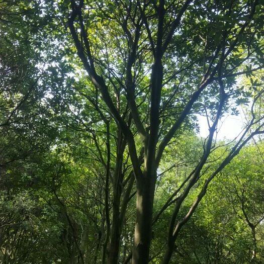 铅山县柏树苗 
