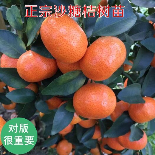 沙糖桔苗  砂糖橘桔子树树苗盆地栽特大带果北方南方庭院甜沙塘