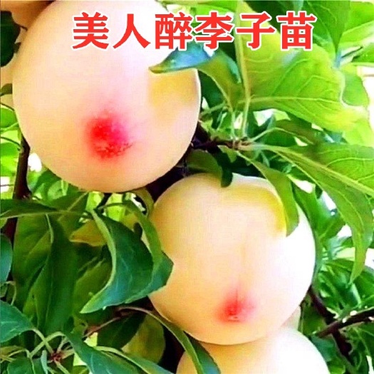 平邑县红美人李子苗  美人醉李子树苗，李子树苗基地直销现挖现卖保证