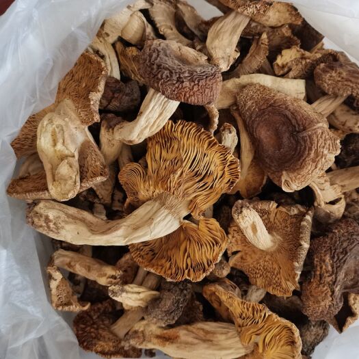 漳平市黑灵芝 灵芝260至660；蔴菇280笋干36