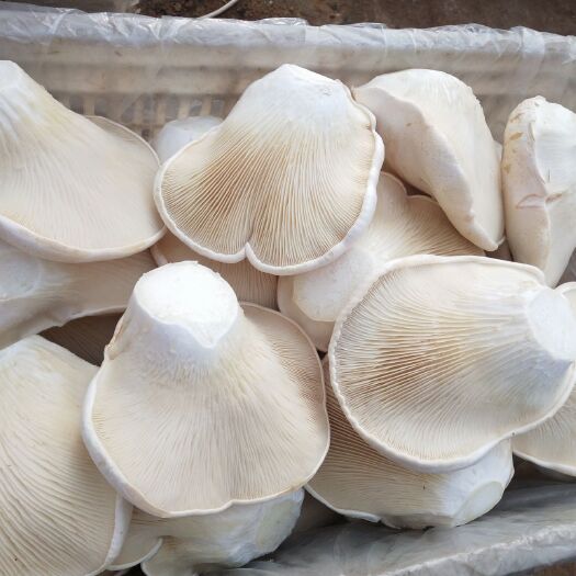 灵寿县 新鲜白灵菇
