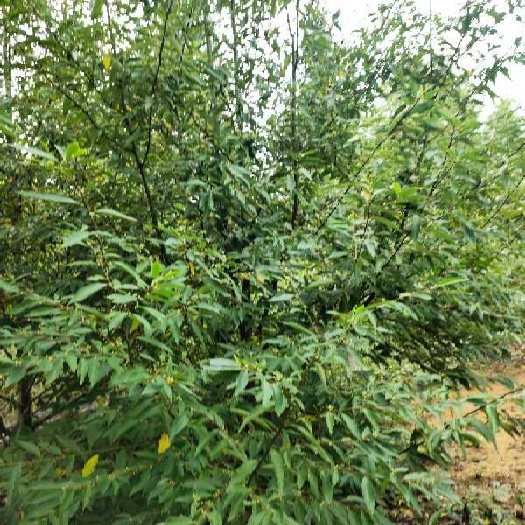 胡椒苗  湖南批发木姜子山胡椒山仓子籽育苗种苗基地正规公司证