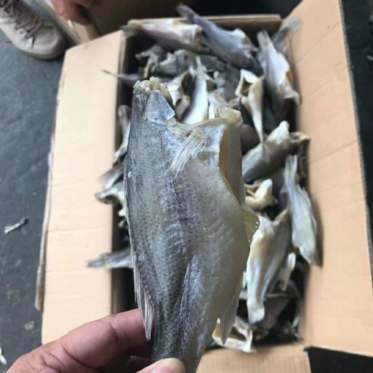 广州淡水鲈鱼  鲈鱼干，拿货15.5一斤，可卖35到40块钱一斤的模式，火爆