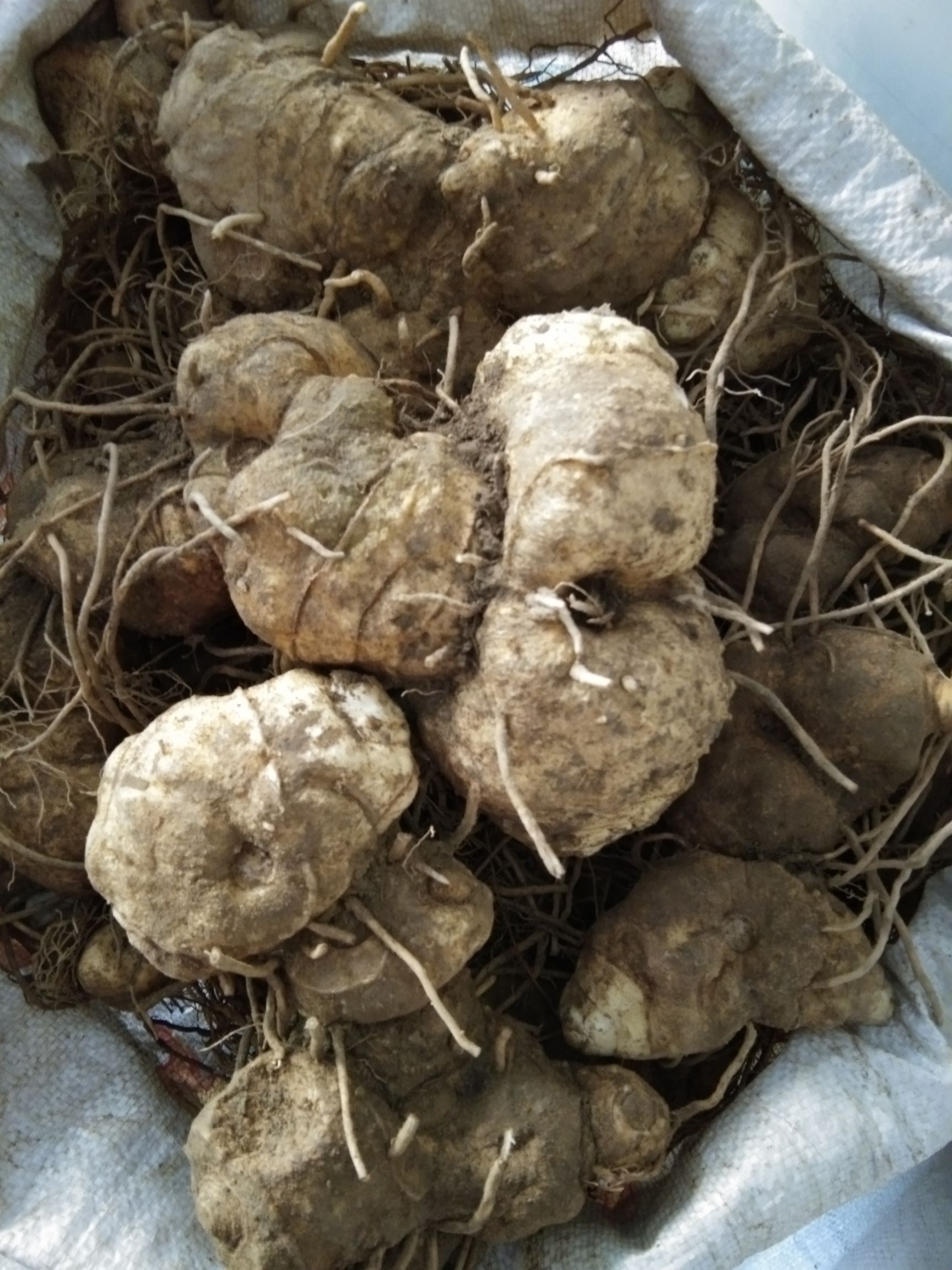 黄精，鸡头黄精，甜黄精，倒苗品种