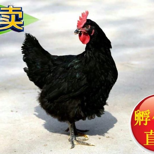 广州黑羽红冠鸡苗  黑羽母苗 黑脚白肉红冠 厂家直销 诚信经营