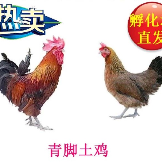 广州青脚土鸡苗  雪山草鸡苗 青脚麻鸡苗 厂家直销 诚信经营