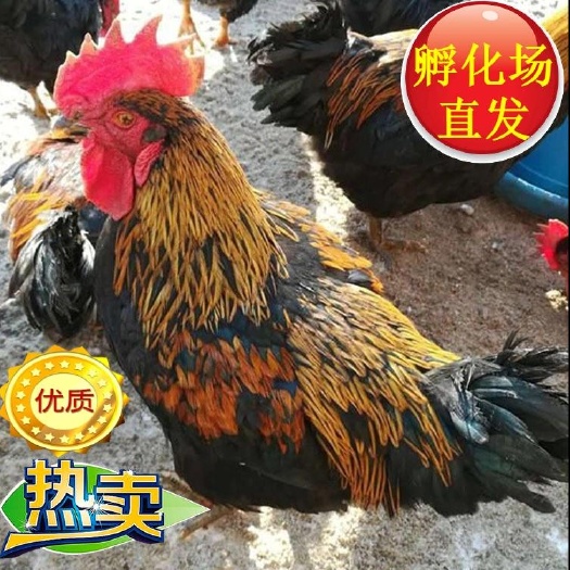 广州黑鸡苗  快大 品种正宗 诚信经营