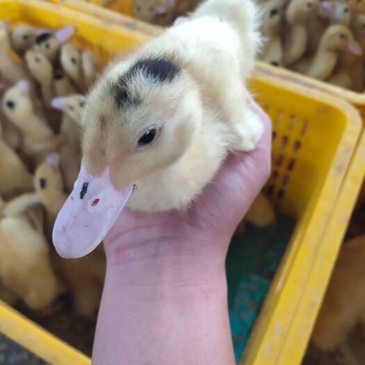 南宁肉鸭苗  一点头脱温苗，m18包打疫苗，质量保证，运输包损耗