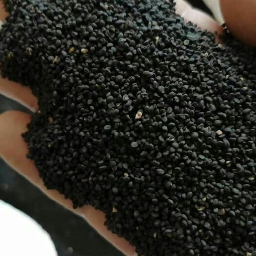 陇西县黄芩种子 精品黄芩籽