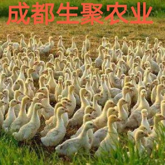 大邑县大三花鹅苗  投资小，周期短，见效快