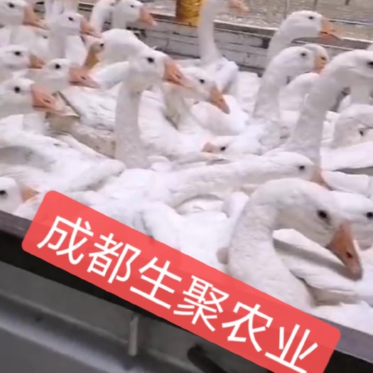 大邑县大三花鹅苗  成都生聚农业公司：免费培训养鹅技术，全程跟踪服务！