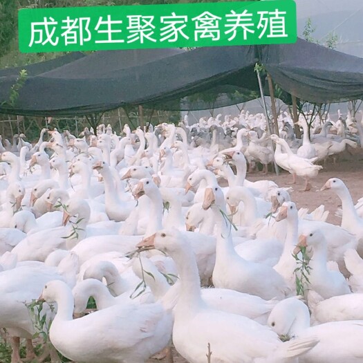 大三花鹅苗  成都生聚农业公司：免费培训养鹅技术，全程跟踪服务！