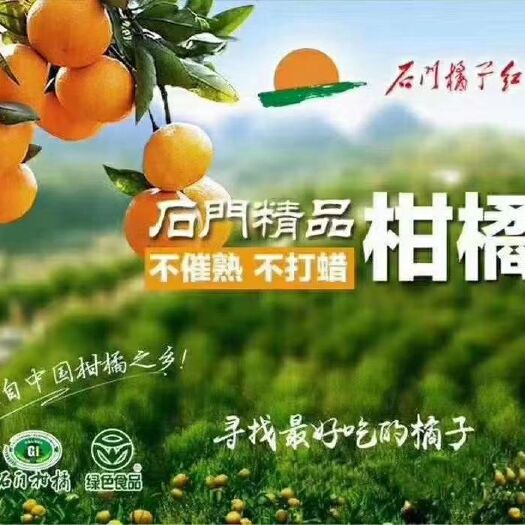 石门县石门蜜橘 石门早熟蜜桔