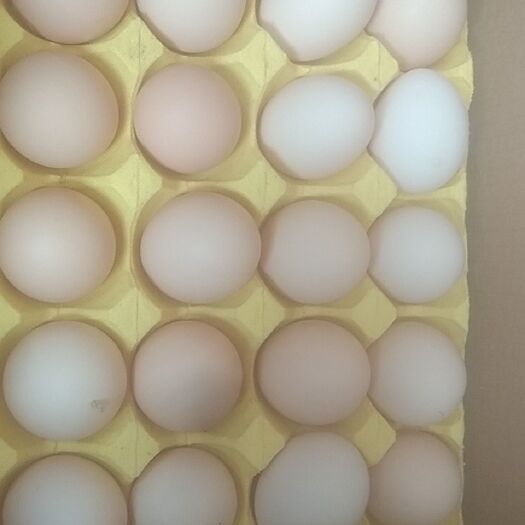 余干县绿壳鸡蛋 食用 箱装 