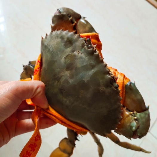 三门县 正宗三门青蟹膏蟹