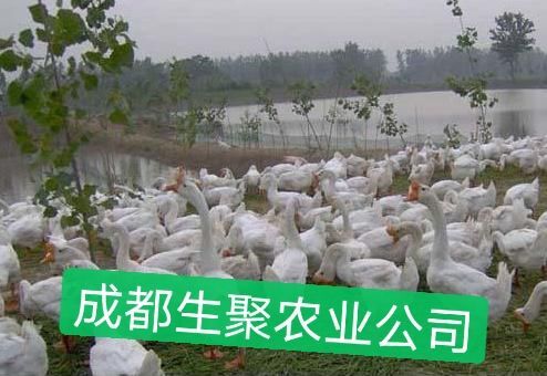 大三花鹅苗  成都生聚农业公司：免费培训养鹅技术，全程跟踪服务！