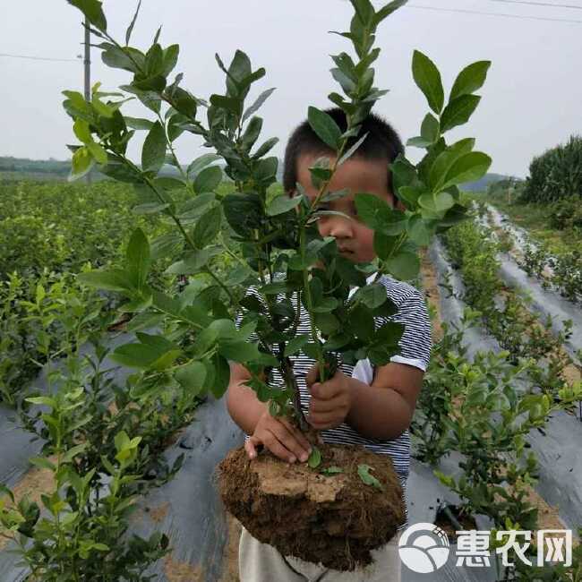 兔眼蓝莓苗  山东蓝莓苗盆栽地栽兔眼蓝丰南北方阳台种植当年结果苗草莓苗包邮