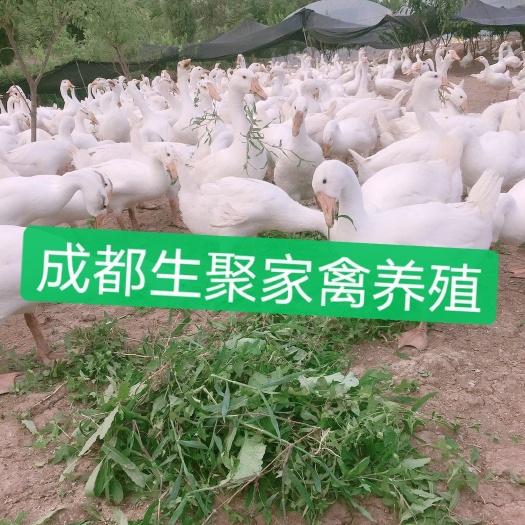 大邑县大三花鹅苗  成都生聚农业公司：免费培训养鹅技术，全程跟踪服务。