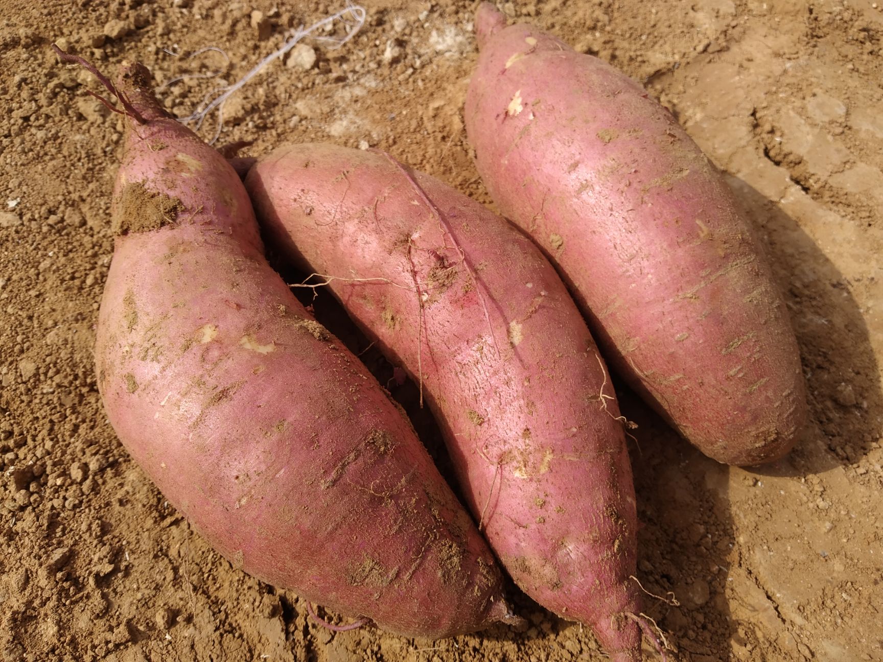 烟薯25西瓜红济薯26板栗红薯淀粉薯济薯25紫薯（紫罗兰）