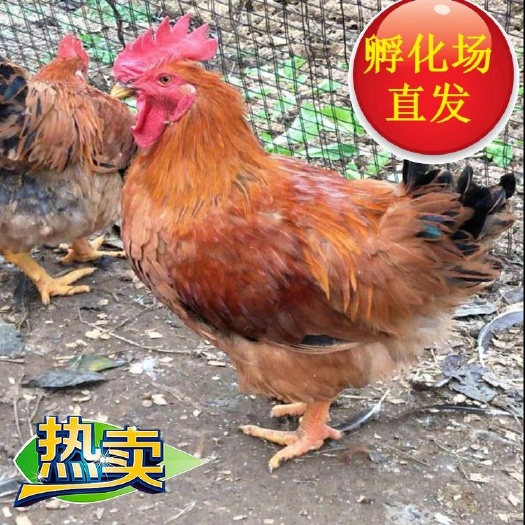 广州K9麻黄鸡苗  厂家直销 出壳打疫苗 下单就送2%