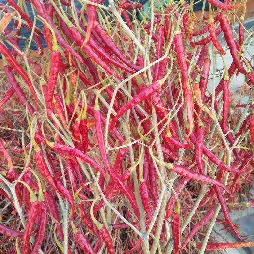 师宗县秋白辣椒 