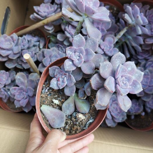 漳州紫乐一箱12盆150元