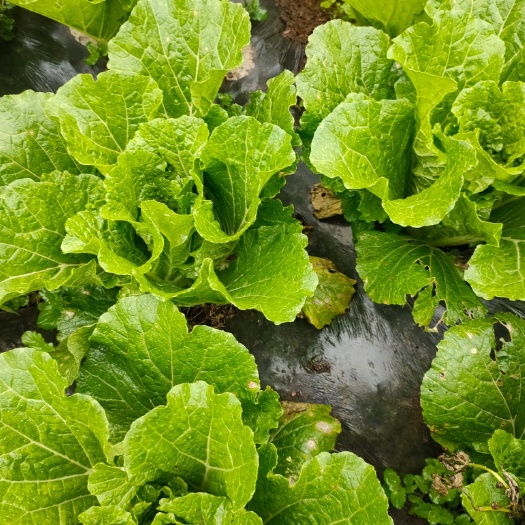 威宁县德高60 毕节威宁大白菜香甜可口