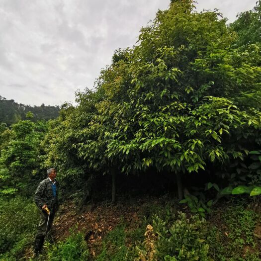 灵川县楠木  ，金丝楠，小叶针楠，林场直供，精品原生，价格面议。
