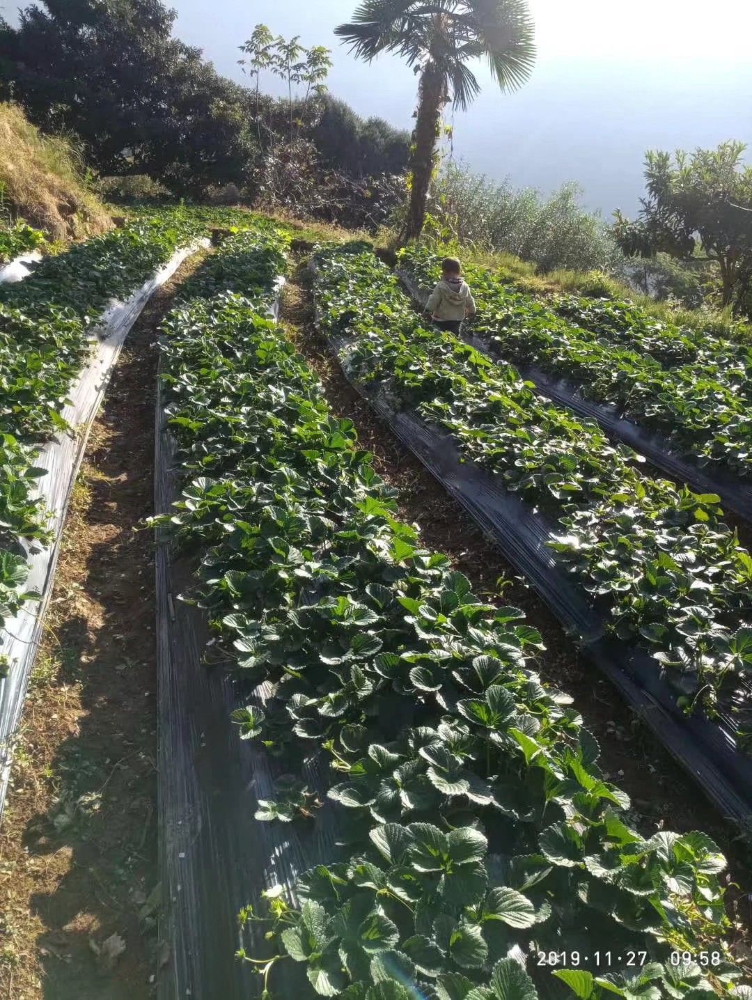 德昌草莓基地图片