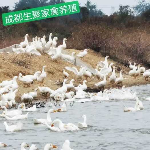 大邑县大三花鹅  成都生聚农业公司：免费培训养殖技术，全程跟踪服务！