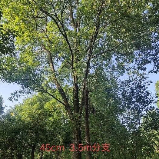 荆州全冠香樟 长期供应各种规格香樟，枇杷树，广玉兰，等苗木