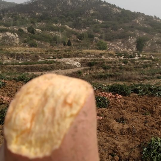 烟薯25西瓜红济薯26板栗红薯淀粉薯济薯25紫薯（紫罗兰）