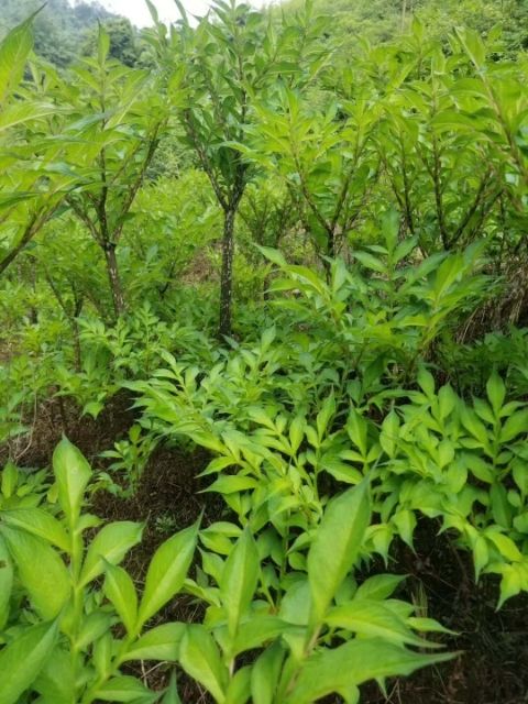 魔芋种子  一件代发，需要的老板联系  具体价格等待商量