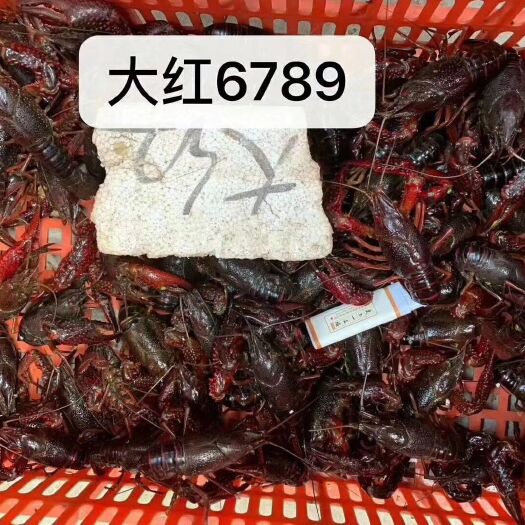 潜江市潜江市小龙虾 大红