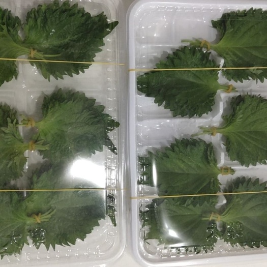永城市新鲜紫苏  紫苏叶