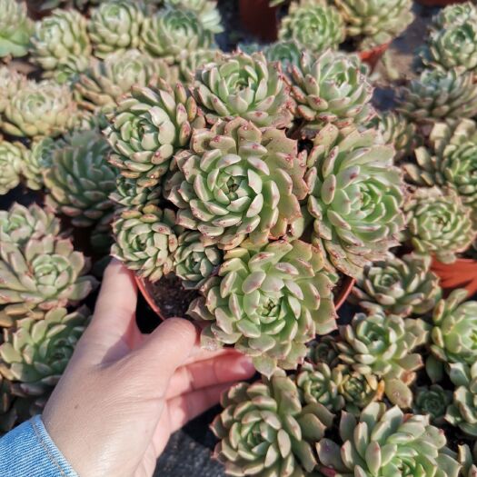 漳州奥普琳娜一箱15盆120元