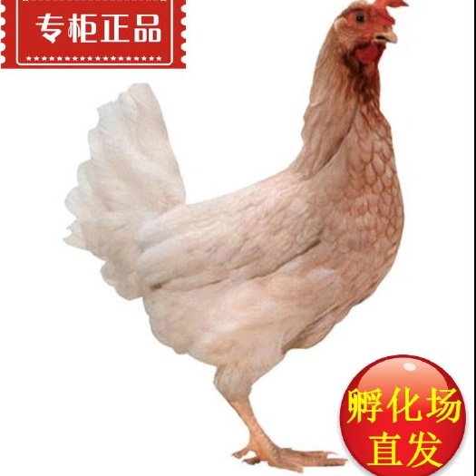 广州海兰灰蛋鸡苗  粉壳蛋鸡苗 厂家直销 品种纯正