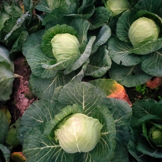 新野县包菜  旺旺甘蓝大上市，品种优，质量过硬，做工精细。欢迎选购