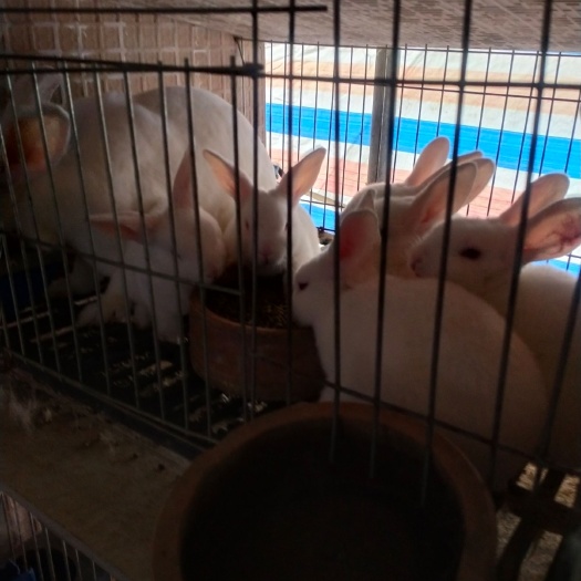 獭兔种兔 白玉獭兔