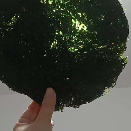 漳浦县六鰲紫菜  本地特产     福建紫菜