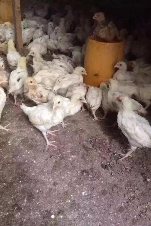 海兰灰蛋鸡苗  粉壳蛋鸡苗 厂家直销 品种纯正